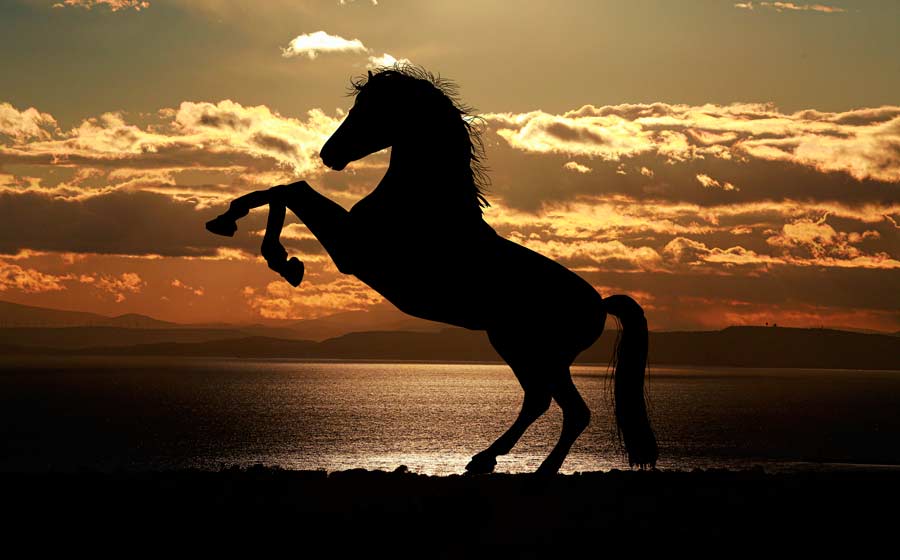 Sonhar com cavalo: Saiba todos os significados!